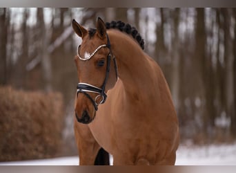 Niemiecki koń sportowy, Wałach, 5 lat, 173 cm, Jasnogniada