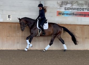 Niemiecki koń sportowy, Wałach, 5 lat, 174 cm, Ciemnogniada