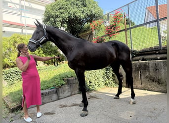 Niemiecki koń sportowy, Wałach, 5 lat, 174 cm, Kara