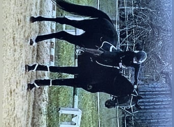 Niemiecki koń sportowy, Wałach, 5 lat, 174 cm, Kara