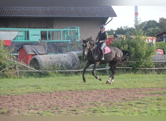 Niemiecki koń sportowy, Wałach, 5 lat, 175 cm, Ciemnogniada