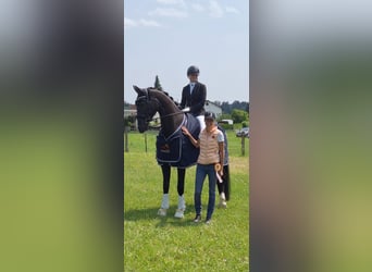 Niemiecki koń sportowy, Wałach, 5 lat, 175 cm, Kara