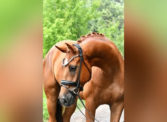 Niemiecki koń sportowy, Wałach, 5 lat, 175 cm, Kasztanowata