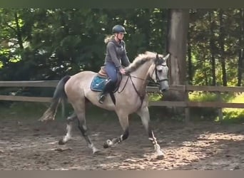 Niemiecki koń sportowy, Wałach, 5 lat, 176 cm, Siwa