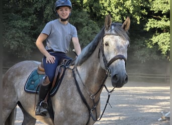 Niemiecki koń sportowy, Wałach, 5 lat, 176 cm, Siwa