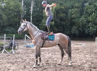 Niemiecki koń sportowy, Wałach, 5 lat, 176 cm, Siwa