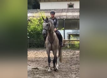 Niemiecki koń sportowy, Wałach, 5 lat, 176 cm, Siwa