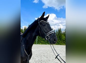 Niemiecki koń sportowy, Wałach, 5 lat, 177 cm, Kara