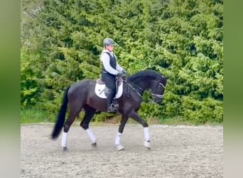 Niemiecki koń sportowy, Wałach, 5 lat, 177 cm, Kara