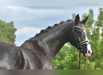 Niemiecki koń sportowy, Wałach, 5 lat, 177 cm, Kara