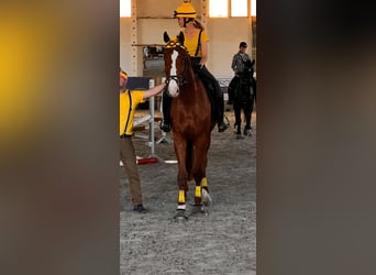 Niemiecki koń sportowy, Wałach, 5 lat, 178 cm, Kasztanowata