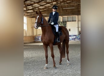 Niemiecki koń sportowy, Wałach, 5 lat, 178 cm, Kasztanowata