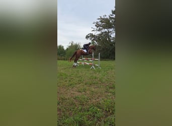 Niemiecki koń sportowy, Wałach, 5 lat, 178 cm, Kasztanowata