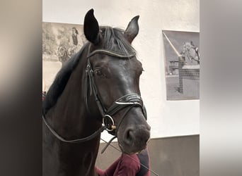 Niemiecki koń sportowy, Wałach, 5 lat, 180 cm, Kara