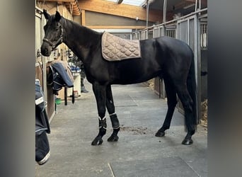Niemiecki koń sportowy, Wałach, 5 lat, 180 cm, Kara