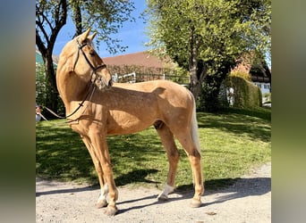 Niemiecki koń sportowy, Wałach, 5 lat, 190 cm, Izabelowata