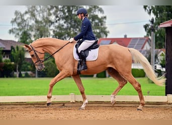 Niemiecki koń sportowy, Wałach, 5 lat, 190 cm, Izabelowata