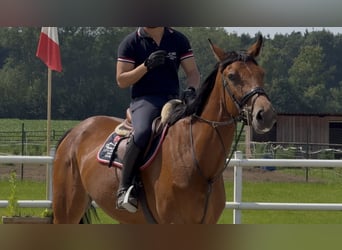 Niemiecki koń sportowy, Wałach, 5 lat, Gniada