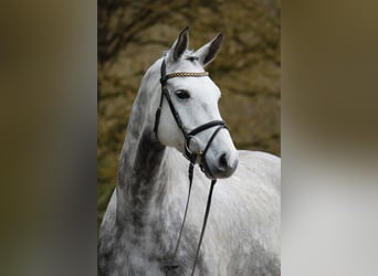 Niemiecki koń sportowy, Wałach, 5 lat, Siwa