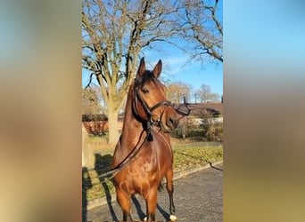 Niemiecki koń sportowy, Wałach, 6 lat, 162 cm, Ciemnogniada
