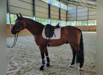 Niemiecki koń sportowy, Wałach, 6 lat, 162 cm, Ciemnogniada