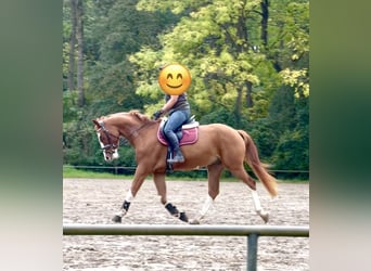 Niemiecki koń sportowy, Wałach, 6 lat, 165 cm, Kasztanowata