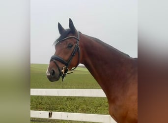 Niemiecki koń sportowy, Wałach, 6 lat, 165 cm