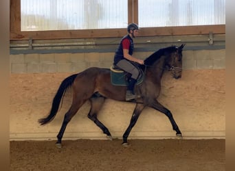 Niemiecki koń sportowy, Wałach, 6 lat, 167 cm, Gniada