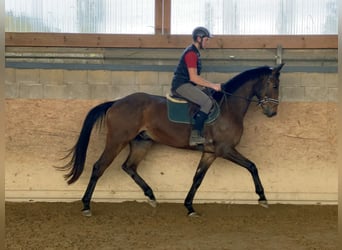 Niemiecki koń sportowy, Wałach, 6 lat, 167 cm, Gniada