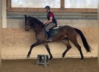 Niemiecki koń sportowy, Wałach, 6 lat, 167 cm, Gniada