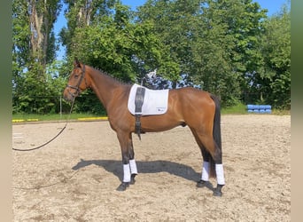 Niemiecki koń sportowy, Wałach, 6 lat, 167 cm, Gniada