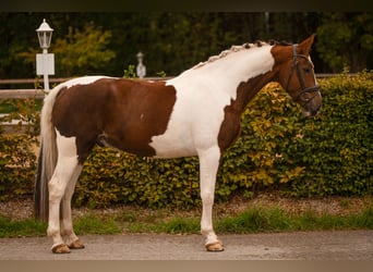 Niemiecki koń sportowy, Wałach, 6 lat, 167 cm, Srokata