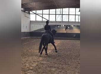 Niemiecki koń sportowy, Wałach, 6 lat, 169 cm, Ciemnogniada