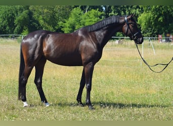 Niemiecki koń sportowy, Wałach, 6 lat, 169 cm, Ciemnogniada