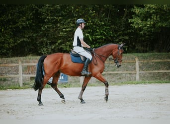 Niemiecki koń sportowy, Wałach, 6 lat, 169 cm, Gniada