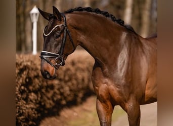 Niemiecki koń sportowy, Wałach, 6 lat, 170 cm, Ciemnogniada
