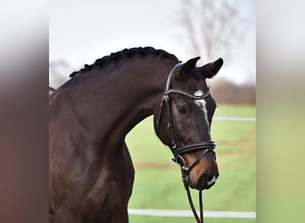 Niemiecki koń sportowy, Wałach, 6 lat, 170 cm, Gniada