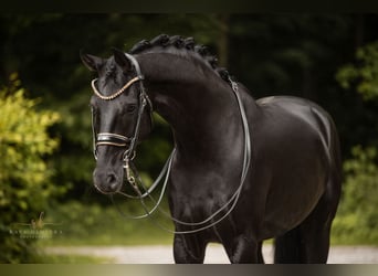 Niemiecki koń sportowy, Wałach, 6 lat, 170 cm, Kara