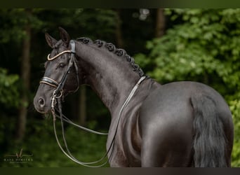 Niemiecki koń sportowy, Wałach, 6 lat, 170 cm, Kara