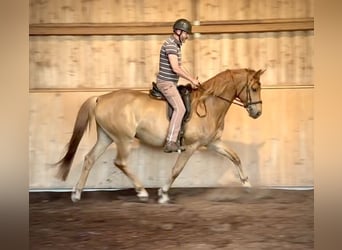 Niemiecki koń sportowy, Wałach, 6 lat, 172 cm, Kasztanowata