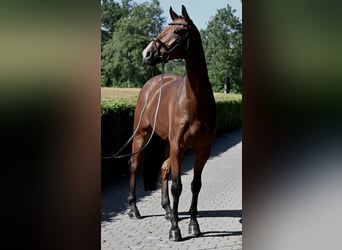 Niemiecki koń sportowy, Wałach, 6 lat, 173 cm, Gniada