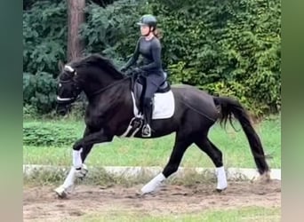 Niemiecki koń sportowy, Wałach, 6 lat, 173 cm, Kara