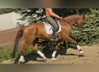 Niemiecki koń sportowy, Wałach, 6 lat, 173 cm, Kasztanowata