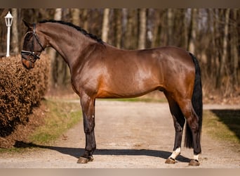 Niemiecki koń sportowy, Wałach, 6 lat, 174 cm, Ciemnogniada