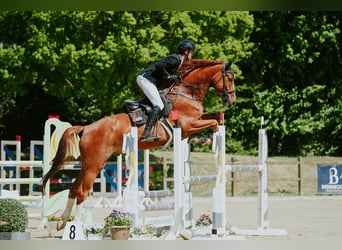 Niemiecki koń sportowy, Wałach, 6 lat, 174 cm, Kasztanowata