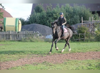 Niemiecki koń sportowy, Wałach, 6 lat, 175 cm, Ciemnogniada