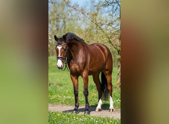 Niemiecki koń sportowy, Wałach, 6 lat, 175 cm, Gniada