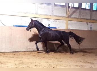 Niemiecki koń sportowy, Wałach, 6 lat, 175 cm, Kara