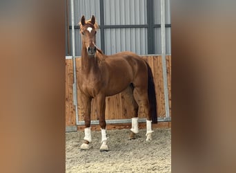 Niemiecki koń sportowy, Wałach, 6 lat, 175 cm, Kasztanowata