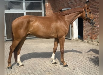 Niemiecki koń sportowy, Wałach, 6 lat, 175 cm, Kasztanowata